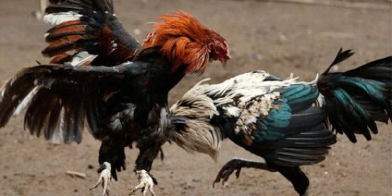 Khám phá thế giới đá gà trực tuyến ở đá gà 33Win