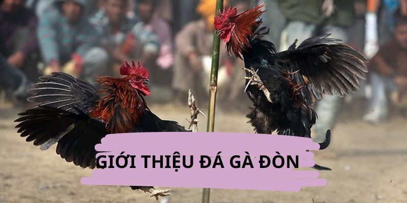 Giới thiệu về đá gà đòn